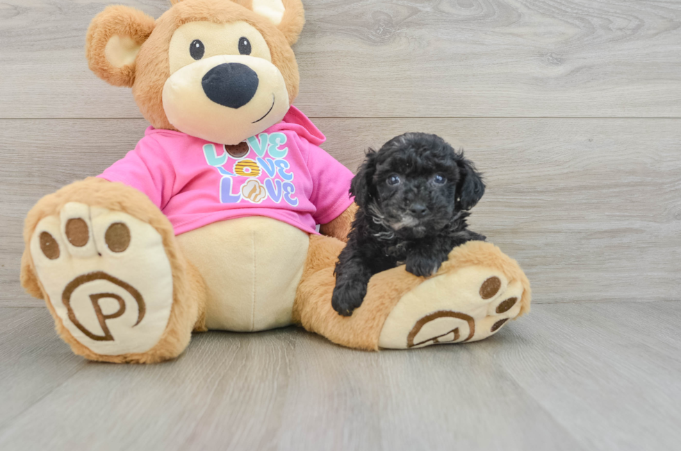 6 week old Poochon Puppy For Sale - Florida Fur Babies