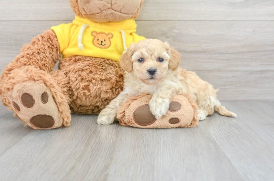 Hypoallergenic Bichpoo Poodle Mix Puppy