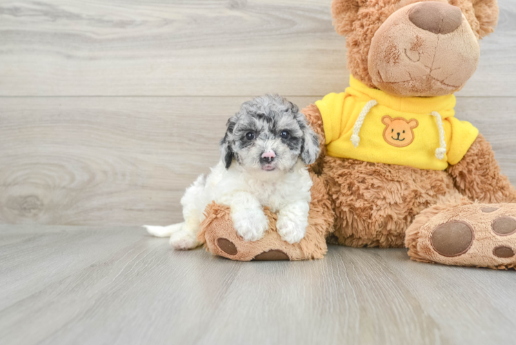 Little Bichpoo Poodle Mix Puppy