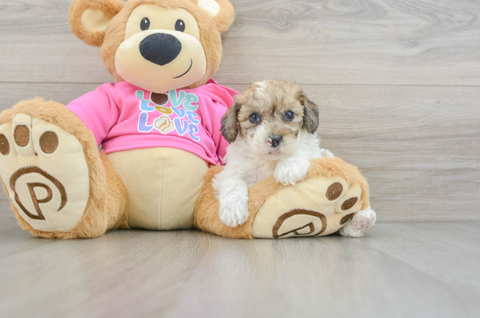 5 week old Poochon Puppy For Sale - Florida Fur Babies