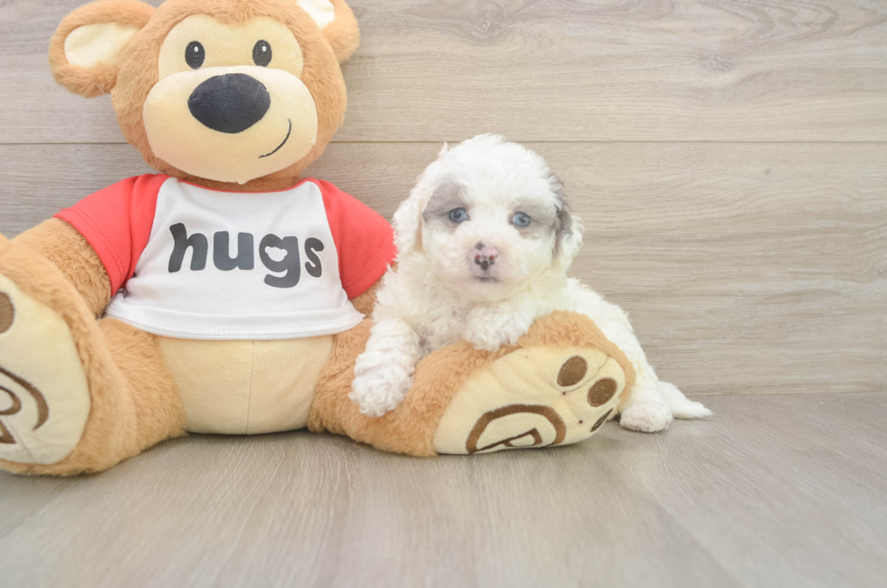 6 week old Poochon Puppy For Sale - Florida Fur Babies