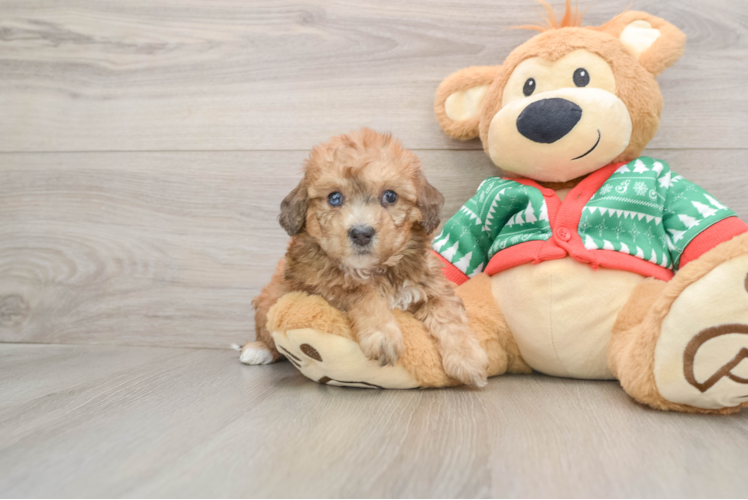 Poochon Puppy for Adoption