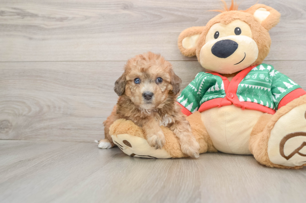 5 week old Poochon Puppy For Sale - Florida Fur Babies