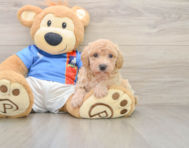 6 week old Poochon Puppy For Sale - Florida Fur Babies