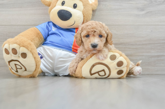 Funny Poochon Poodle Mix Pup