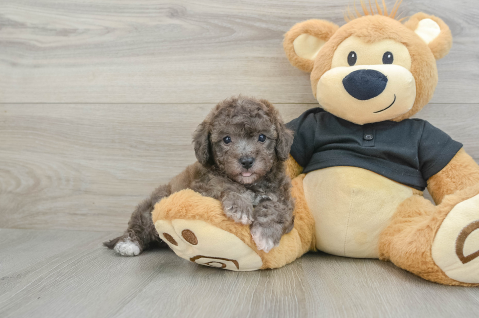 7 week old Poochon Puppy For Sale - Florida Fur Babies