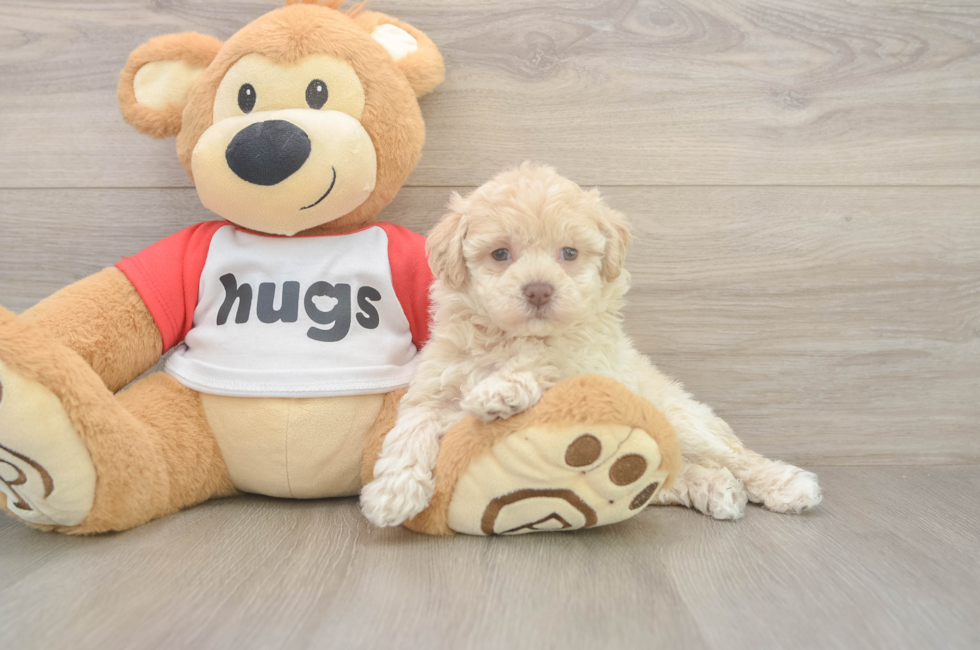 6 week old Poochon Puppy For Sale - Florida Fur Babies