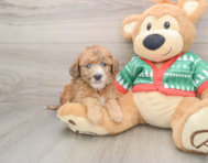 7 week old Poochon Puppy For Sale - Florida Fur Babies