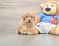 6 week old Poochon Puppy For Sale - Florida Fur Babies