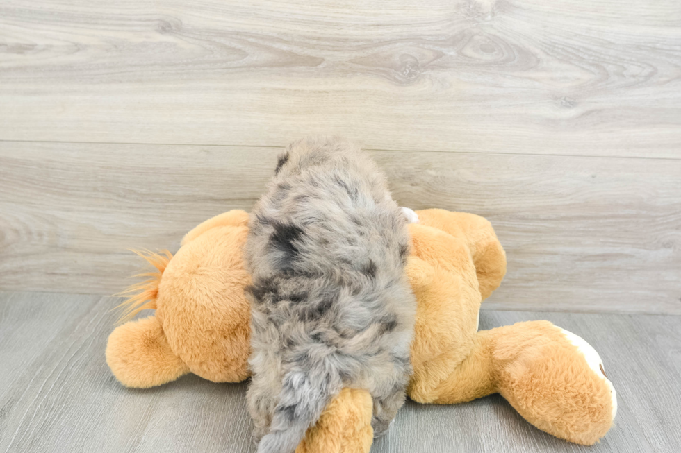 Little Bichpoo Poodle Mix Puppy