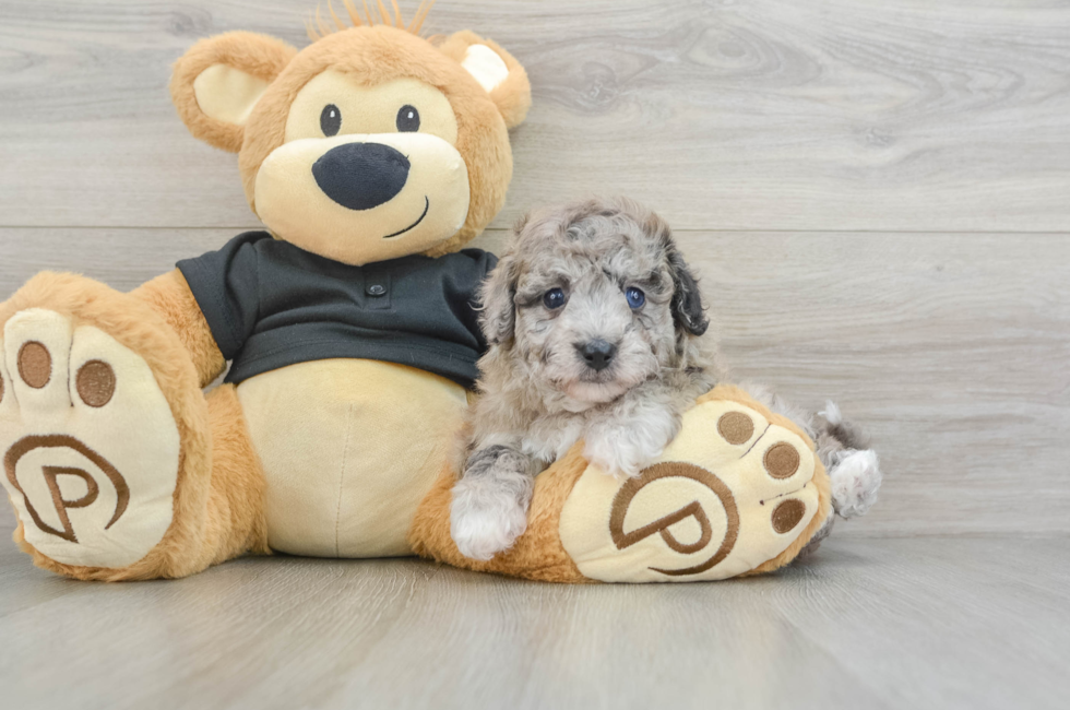 7 week old Poochon Puppy For Sale - Florida Fur Babies