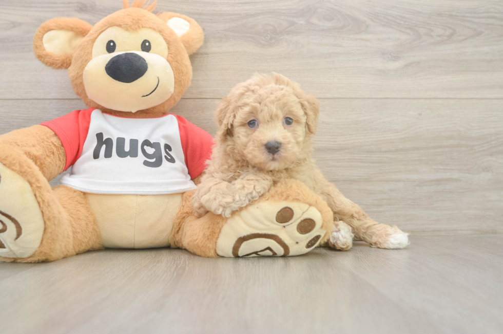 6 week old Poochon Puppy For Sale - Florida Fur Babies