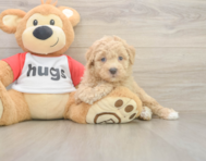 8 week old Poochon Puppy For Sale - Florida Fur Babies 8 week old Poochon Puppy For Sale - Florida Fur Babies