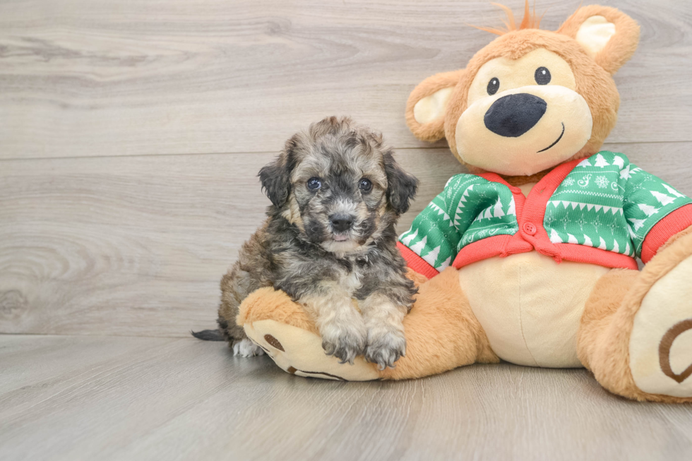 Petite Poochon Poodle Mix Pup
