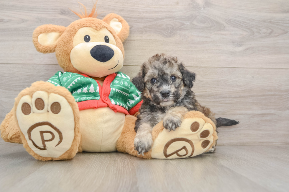 5 week old Poochon Puppy For Sale - Florida Fur Babies