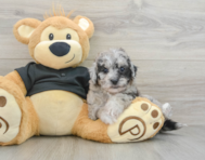 6 week old Poochon Puppy For Sale - Florida Fur Babies