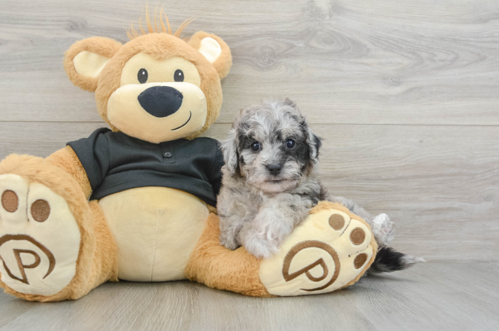 5 week old Poochon Puppy For Sale - Florida Fur Babies