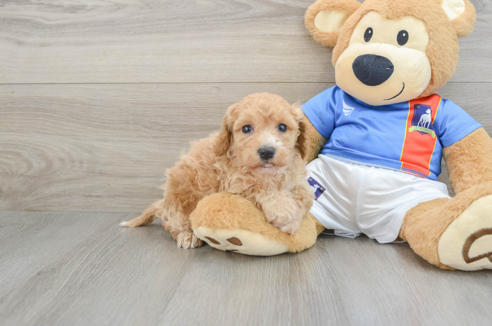 5 week old Poochon Puppy For Sale - Florida Fur Babies