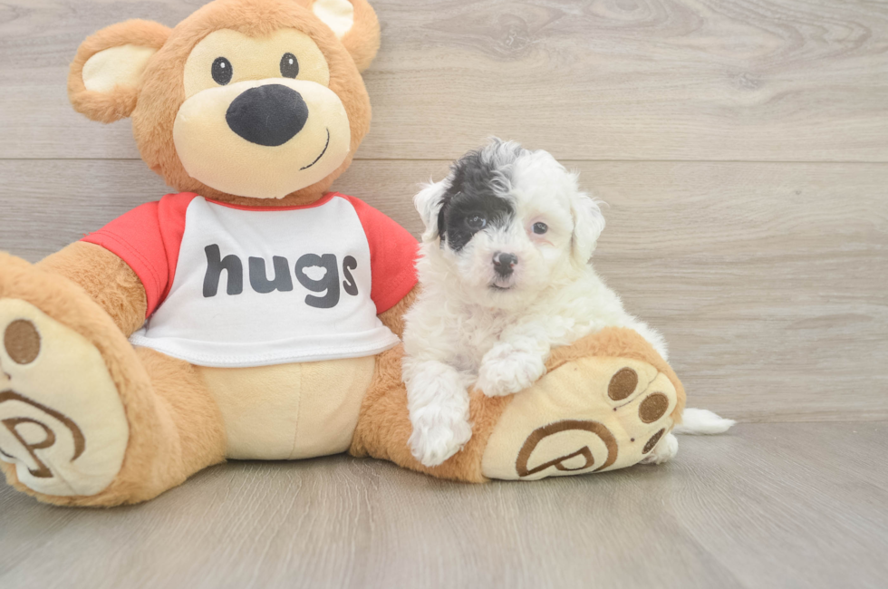 6 week old Poochon Puppy For Sale - Florida Fur Babies