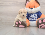 6 week old Poochon Puppy For Sale - Florida Fur Babies