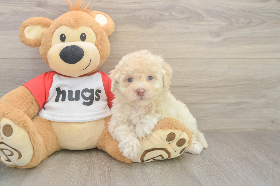 6 week old Poochon Puppy For Sale - Florida Fur Babies