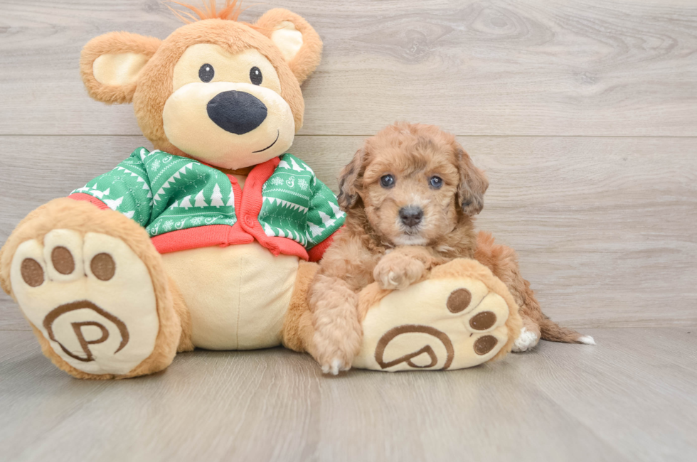 5 week old Poochon Puppy For Sale - Florida Fur Babies