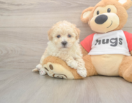 8 week old Poochon Puppy For Sale - Florida Fur Babies