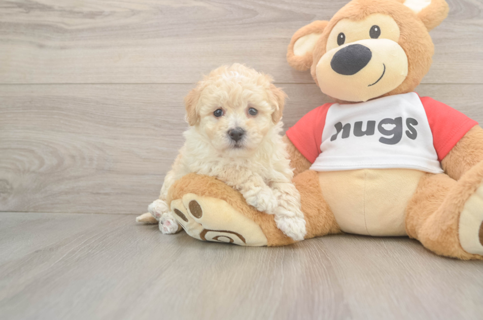 6 week old Poochon Puppy For Sale - Florida Fur Babies