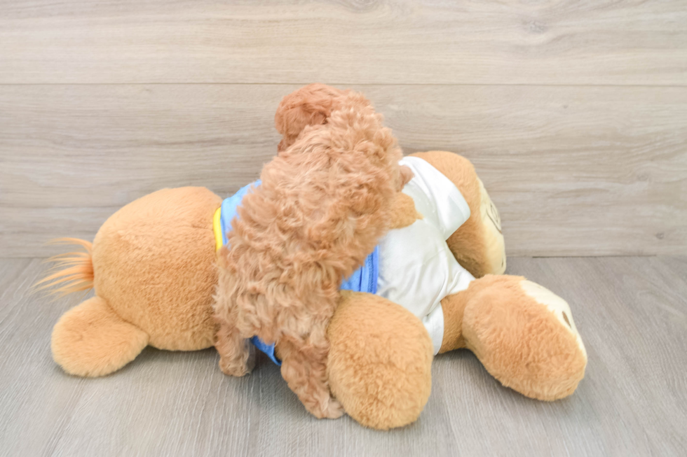 Hypoallergenic Bichpoo Poodle Mix Puppy