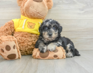 12 week old Poochon Puppy For Sale - Florida Fur Babies