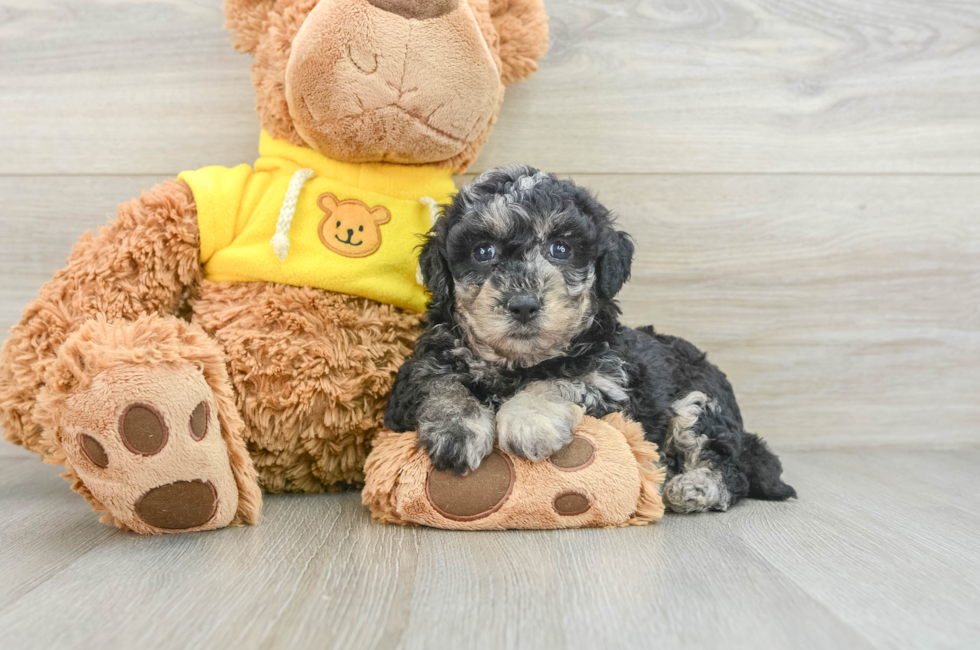 9 week old Poochon Puppy For Sale - Florida Fur Babies