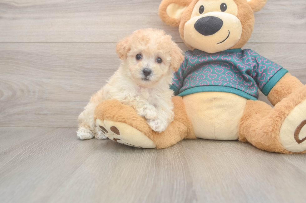 5 week old Poochon Puppy For Sale - Florida Fur Babies