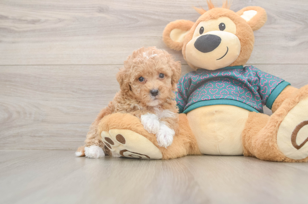 5 week old Poochon Puppy For Sale - Florida Fur Babies