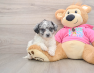 5 week old Poochon Puppy For Sale - Florida Fur Babies
