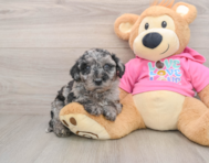 5 week old Poochon Puppy For Sale - Florida Fur Babies