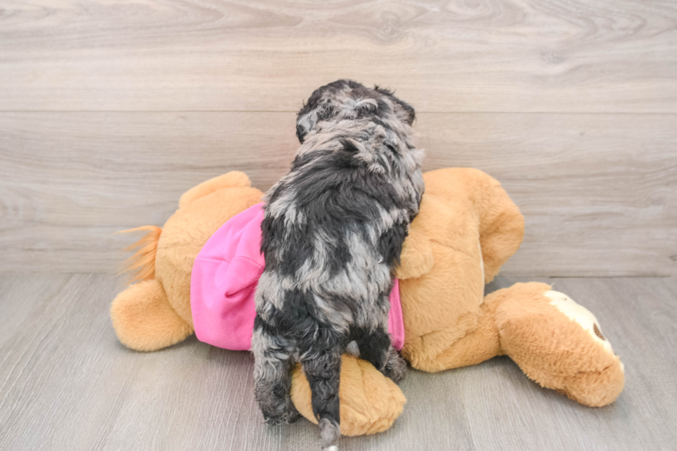 Funny Poochon Poodle Mix Pup