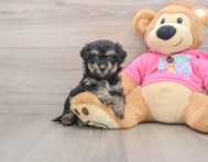 5 week old Poochon Puppy For Sale - Florida Fur Babies