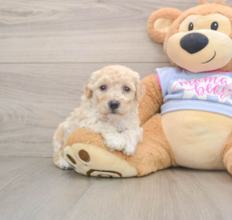 7 week old Poochon Puppy For Sale - Florida Fur Babies