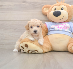 6 week old Poochon Puppy For Sale - Florida Fur Babies