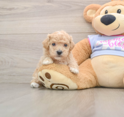 6 week old Poochon Puppy For Sale - Florida Fur Babies
