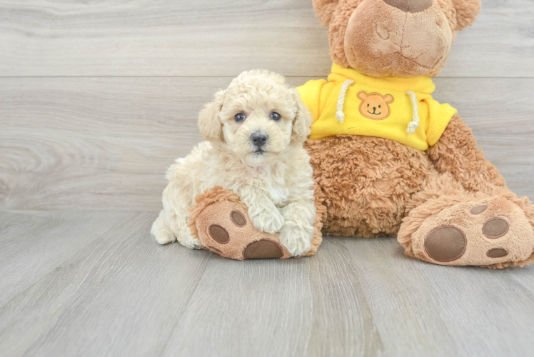 Poochon Pup Being Cute