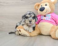 5 week old Poochon Puppy For Sale - Florida Fur Babies