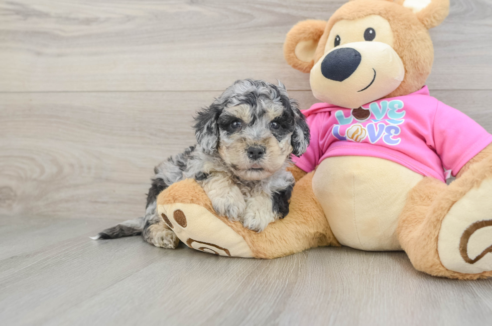 5 week old Poochon Puppy For Sale - Florida Fur Babies