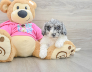 5 week old Poochon Puppy For Sale - Florida Fur Babies