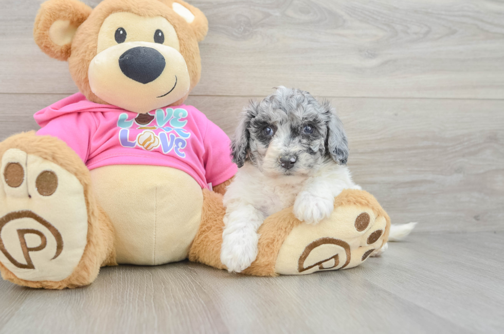 5 week old Poochon Puppy For Sale - Florida Fur Babies