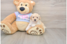 Hypoallergenic Bichpoo Poodle Mix Puppy