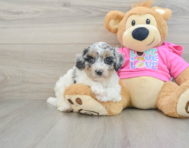 7 week old Poochon Puppy For Sale - Florida Fur Babies