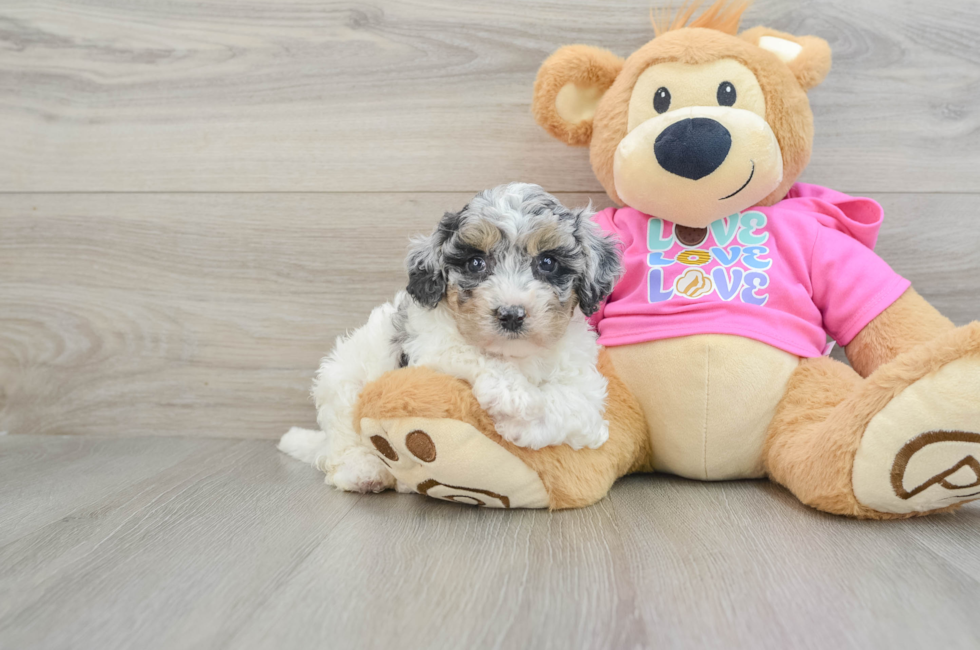 7 week old Poochon Puppy For Sale - Florida Fur Babies