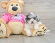 5 week old Poochon Puppy For Sale - Florida Fur Babies