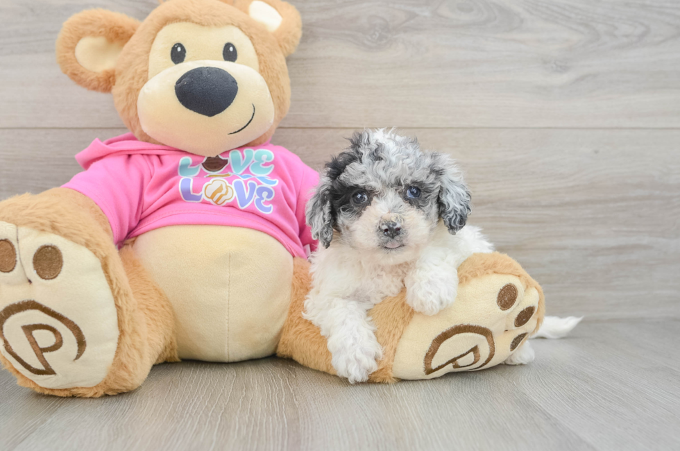 5 week old Poochon Puppy For Sale - Florida Fur Babies